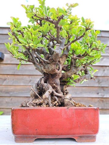 Chaneomeles speciosa bonsai in prachtige bonsaischaal -, Antiek en Kunst