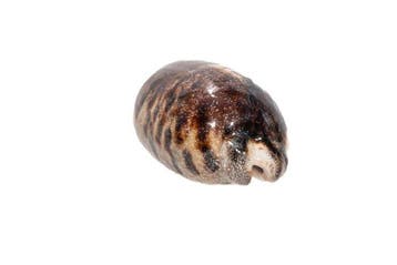 Grote schildpadkauri (Cypraea testudinaria) – Makelloses, Verzamelen, Nieuw
