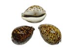 Cypraea Tigris Tijgerschelp ca. 8 cm per stuk, Ophalen of Verzenden, Nieuw