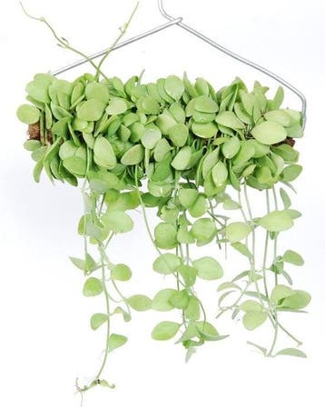 Green Bubble - Hangplant Dischidia Geri - Ø, Huis en Inrichting, Ophalen of Verzenden