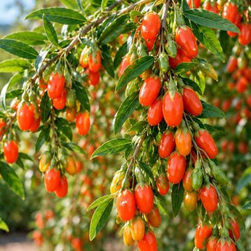 Goji Bessen ‘Princess Tao’ container (P13) Purper, Paars, Verzenden