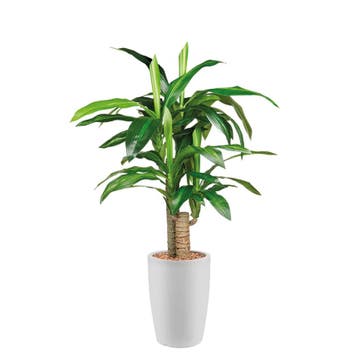 Dracaena Fragans kunstplant, H120cm, Ophalen of Verzenden, Overige soorten, 100 tot 150 cm