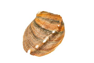 Zwarte abalone Skelet - Haliotis cracherodii Sammlermuschel, Nieuw