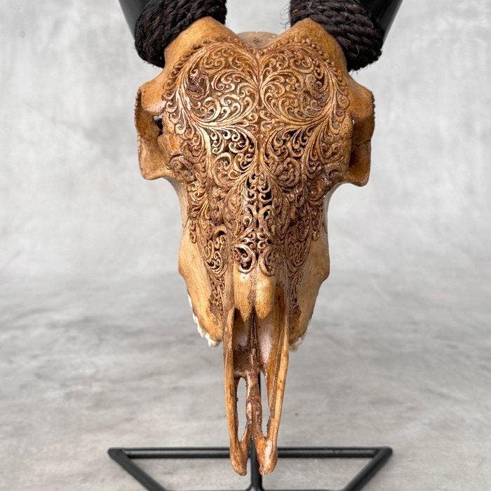 GEEN MINIMUMPRIJS - authentieke bruine geitenschedel,, Antiek en Kunst, Kunst | Designobjecten