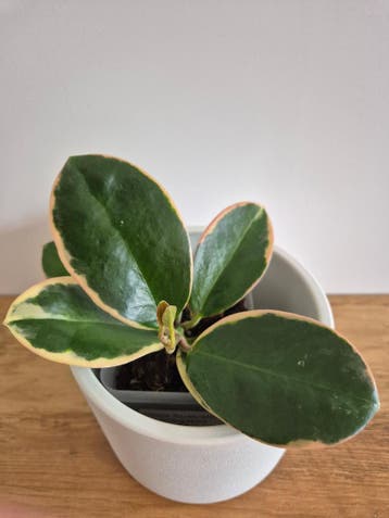 Hoya Australis Variegated #5, Huis en Inrichting