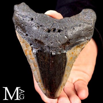 Fossiele Megalodon-tand – Mioceen – Plioceen (ongeveer 23 –, Verzamelen, Mineralen en Fossielen