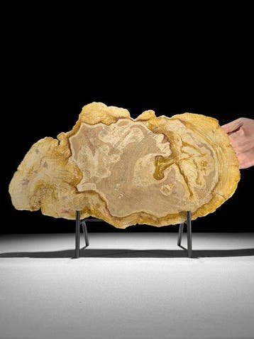 Prachtige snede van versteend hout op een op maat gemaakte