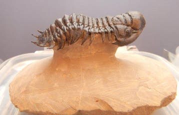 Trilobiet - Fossiel skelet - Crotalocephalus gibbus - 7.5 cm, Verzamelen, Mineralen en Fossielen