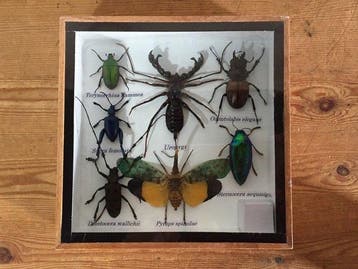 Echte insecten-taxidermie-displayset in houten doos met, Nieuw