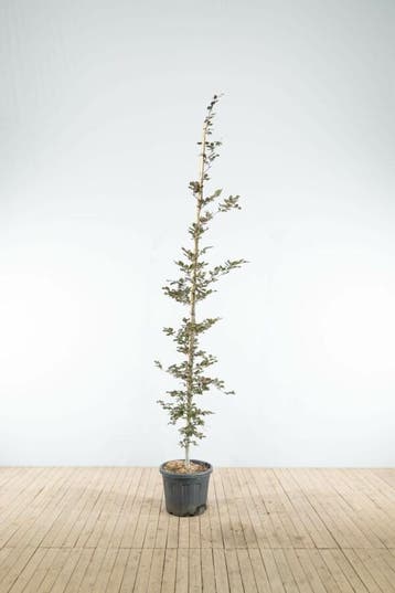 Fagus sylvatica Atropunicea beveerd 18/20