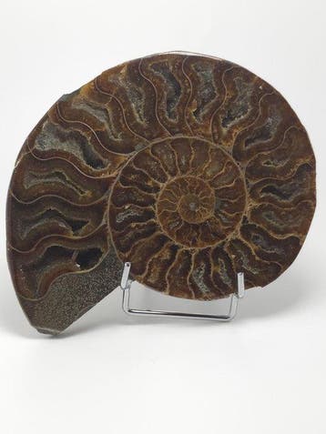 Ammoniet - Gefossiliseerd dier - Aioloceras (Cleoniceras)