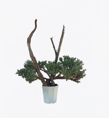Jeneverbes bonsai (Juniperus) - Hoogte (boom): 28 cm -