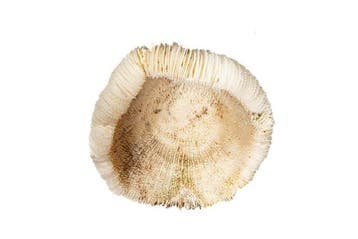 Paddenstoelkoraal op plexiglazen sokkel Taxidermie, Nieuw