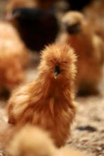 Lieve tamme Zijdehoen kriel kippen I Ingeënt, goed advies, Meerdere dieren, Kip