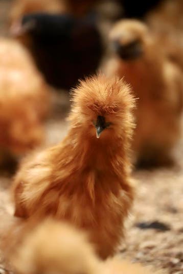 Lieve tamme Zijdehoen kriel kippen I Ingeënt, goed advies, Dieren en Toebehoren, Meerdere dieren, Kip