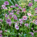 Astrantia major Pink Pride - Wortelgoed - 5 stuks, Tuin en Terras, Verzenden
