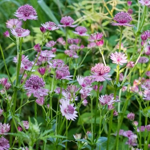 Astrantia major Pink Pride - Wortelgoed - 5 stuks, Tuin en Terras, Planten | Tuinplanten, Verzenden