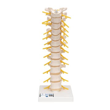 Anatomie model thoracale wervelkolom, 32 cm, Nieuw