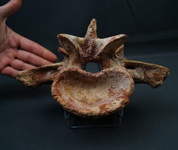 Carcharodontosaurus - Fossiel wervelbot -