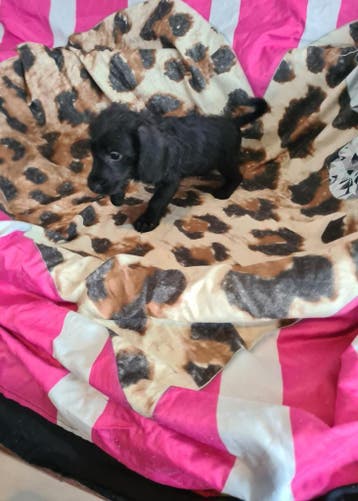 Kleine doxiepoo puppies! Dwergteckel x poedel. (Reutjes), Parvo, 8 tot 15 weken, Meerdere, Nederland