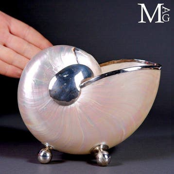 Iriserende parelmoeren nautilusschelp met fijne, Nieuw