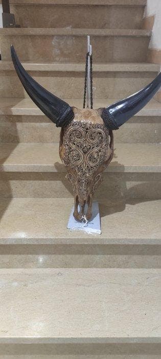 Koe Taxidermie wandmontage - Bos Taurus - 60 cm - 43 cm - 25