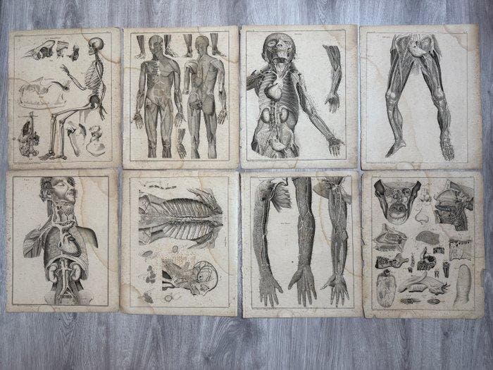 Lorenz Oken (XIX) - Allgemeine Naturgeschichte für alle, Antiek en Kunst, Antiek | Overige Antiek