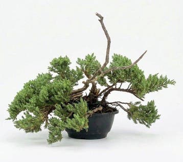 Jeneverbes bonsai (Juniperus) - Hoogte (boom): 25 cm -