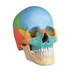 Anatomie model schedel osteopathie, 22-delig, topkwalite..., Nieuw