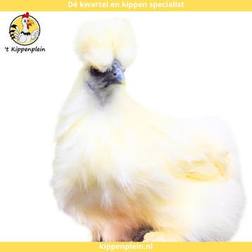 Tamme, Mooie Zijdehoenders te koop!, Meerdere dieren, Kip