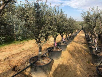 Steeneik, Steeneiken, Quercus ilex , Kurkeik, Kurkeiken!!!!!, Tuin en Terras, Ophalen of Verzenden, Bloeit niet, Vaste plant, Halfschaduw