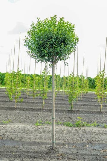 Prunus x eminens Umbraculifera hoogstam 14/16 180cm stam