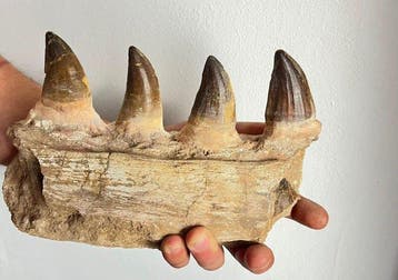 Mosasaurus - Gefossiliseerde kaak - 16 cm - 8 cm (Zonder, Verzamelen
