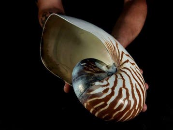 ENORME! nautiloïde schelp Taxidermie volledige montage -, Verzamelen, Nieuw