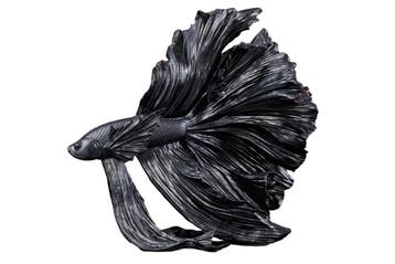 Design decoratief figuur vechtende vis CROWNTAIL 35cm zwart, Ophalen of Verzenden, Nieuw