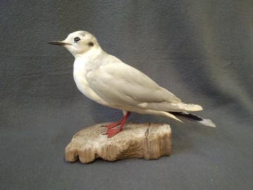 Klein. Meeuw Taxidermie volledige montage - Larus minutus -, Nieuw