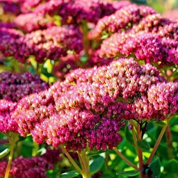 Sedum telephium Muntstead Dark Red - Wortelgoed - 5 stuks, Tuin en Terras, Verzenden