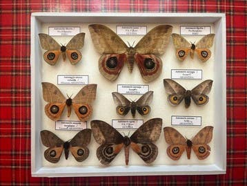 Mot Taxidermie volledige montage - Automeris - 5 cm - 25 cm, Nieuw