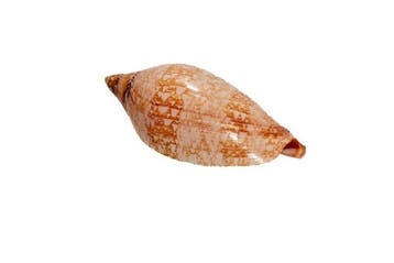 *** 1A Keuze GEM *** Zeeslak Volutidea  prachtige