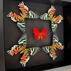 Vlinder Taxidermie volledige montage - Cymothoe Sangaris -