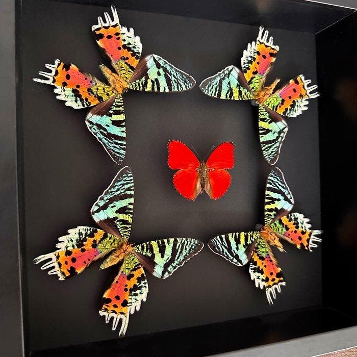 Vlinder Taxidermie volledige montage - Cymothoe Sangaris -, Antiek en Kunst, Curiosa en Brocante