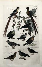 Matthäus I Merian (1593-1650) - Exotic Sparrows