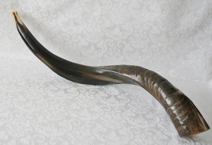 Shofar (kosher) Jemenitische Shofar small, Muziek en Instrumenten, Blaasinstrumenten | Overige