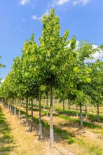 Tilia americana Nova hoogstam 18/20, Tuin en Terras