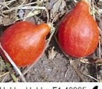 Hubba Hubba F1 zaden, Ophalen of Verzenden, Nieuw