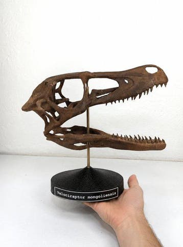 Dinosaurus - Fossiele schedel - Velociraptor mongoliensis -