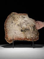 -C- Prachtige grote plak versteend hout op een op maat