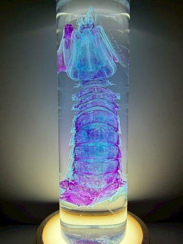 Carinosquilla Pantser - Carinosquilla multicarinata - 18 cm, Nieuw