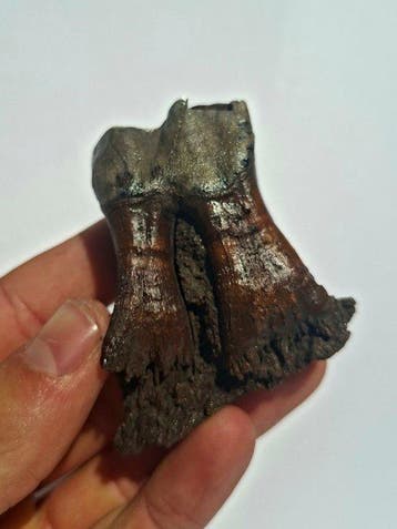 Wolharige neushoorn - Fossiele kies - Coelodonta