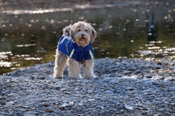 2dekans | Dutchwide - Hondenjas - Regenjas Hond - Blauw -, Ophalen of Verzenden, Zo goed als nieuw